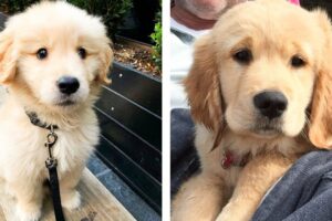 😍 Cute Golden Puppies Make Your Heart Warm 🐶  | Cute Puppies