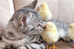 Cute Kitten Reacts to Baby Chickens