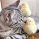 Cute Kitten Reacts to Baby Chickens