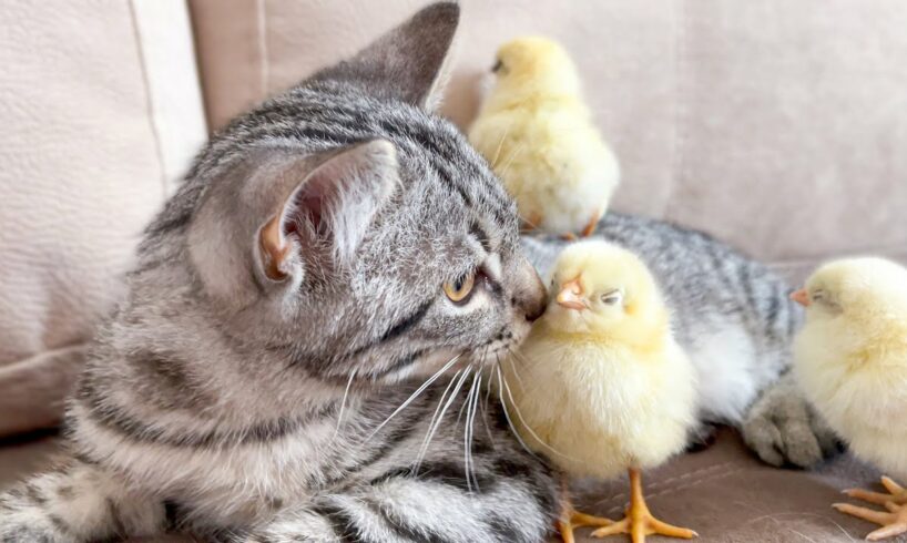 Cute Kitten Reacts to Baby Chickens