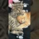 Cute Kitten Viral Reels😂|| #shortsvideo #amazing #kitten #reels #trending #animals