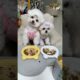 Cute Puppies Care #funnypets #puppy #cute