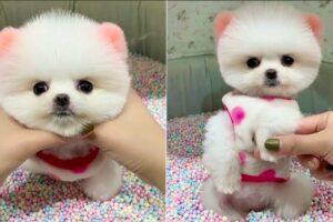 Cute Puppies Doing Funny Things #21 🐶😅 Cute and Funny Dogs 2024