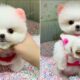 Cute Puppies Doing Funny Things #21 🐶😅 Cute and Funny Dogs 2024