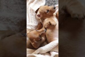 Cute Puppies | Puppy Dog Brothers Play & Sleep - 🐶 #shorts #puppy #puppies #cutest