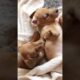 Cute Puppies | Puppy Dog Brothers Play & Sleep - 🐶 #shorts #puppy #puppies #cutest