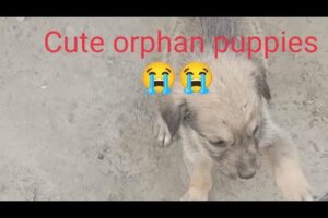 Cute Puppies, cute dogs innocent orphan dogs