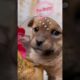 Cute Puppy vs Angry Hen🐶🥚🐔 #dog #puppy #Hen