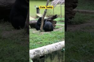 Cute Teddy Bear fighting | Visit to Zoo | Wild Animal Fights #shorts #wildanimals #teddybear #zoo