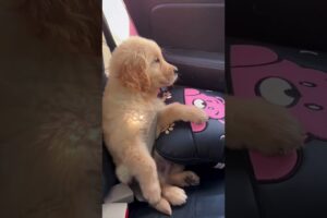 Cute and funny dogs and puppies 🐶 vol 7