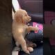 Cute and funny dogs and puppies 🐶 vol 7