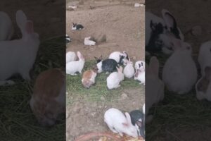 Cute animals, sevimli hayvanlar, cute cats, cute rabbits