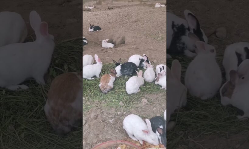 Cute animals, sevimli hayvanlar, cute cats, cute rabbits