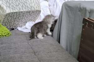 Cute kitten falls into the abyss