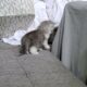 Cute kitten falls into the abyss