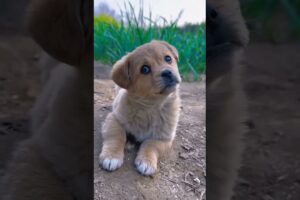 Cute puppies Compilation 🥰🥰❤️ #fypシ #funny #cute #dog #puppy #highlights #subcribe