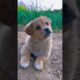 Cute puppies Compilation 🥰🥰❤️ #fypシ #funny #cute #dog #puppy #highlights #subcribe