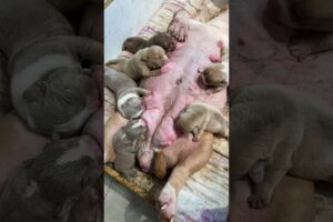 Cute puppies Indian during milk part's3#viral#puppy #dog videos#shorts #viralshorts #trendingshorts