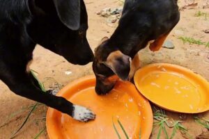 Cute puppies are eating their master