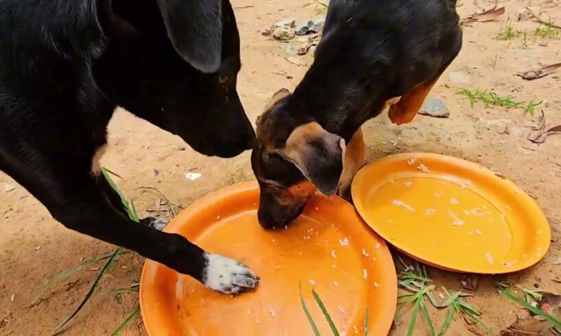 Cute puppies are eating their master