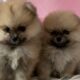 Cute puppies | cute and funny lovely puppies compilation video |