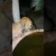 Cute puppies drink a water #shorts #puppy