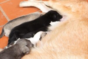 Cute puppies has 25 days old E/P2