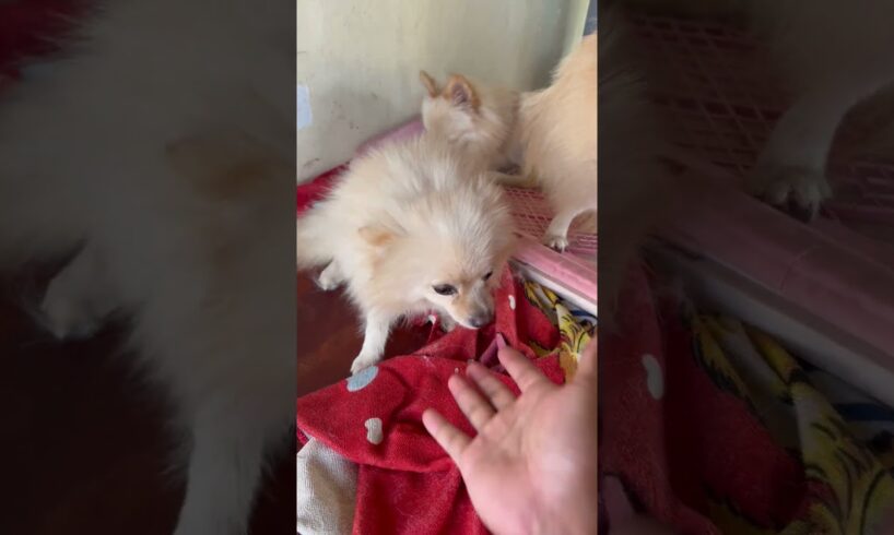 Cute puppies that I raise like my members Path 02 #dog #anime #animals