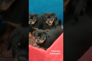 Cute puppies, top rottweiler, best rottweiler @ amanrott rottweiler 9815112772