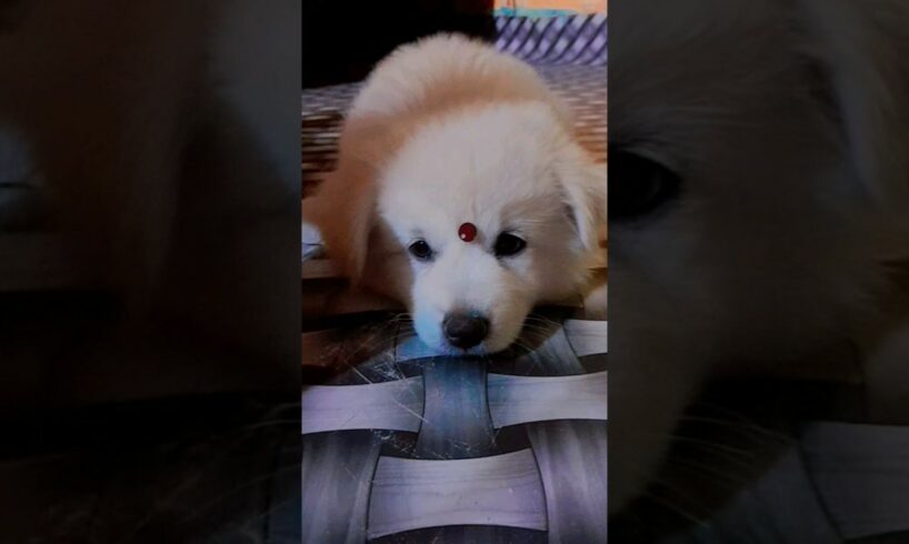 Cute puppy 🐶 with makeup 💄😍✨️||Cute puppies 😍#dog #petlover #pets #pomeranian