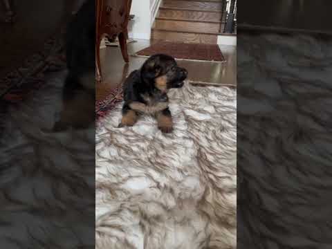 Cutest Female German Shepherd Puppies! Ready for a new home.