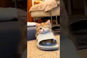 Cutest Kitten Videos 😻 #shorts #cat Part 56