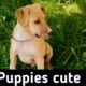 Cutest Puppies EVER😍 - Can you watch without laughing?