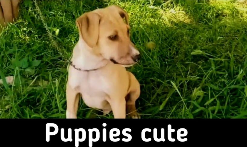 Cutest Puppies EVER😍 - Can you watch without laughing?