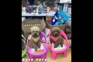 Cutest Puppies at Playtime | You Won't Believe Your Eyes | cute puppy every day 🐕