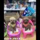 Cutest Puppies at Playtime | You Won't Believe Your Eyes | cute puppy every day 🐕