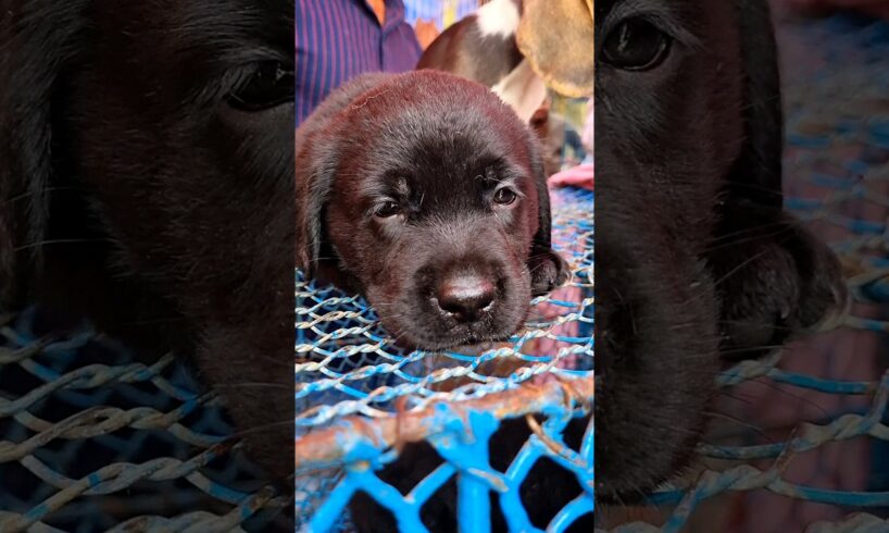 🥰Cutest Puppies🥰#shorts #shortsfeed #youtubeshorts #viral #viralvideo #viralshort #dog #doglovers