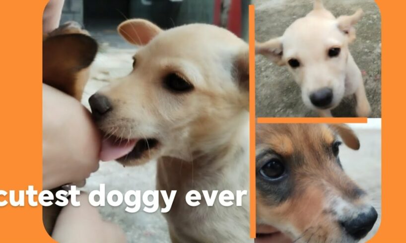 Cutest puppies EVERRR！！