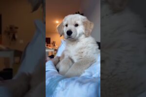 Cutest puppy!🥰 #dog #dogs #doglovers #dogshorts  #doglife #pet #shortvideo  #cuteanimals