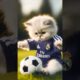 Dady fights kitten #ai #cat #catlover #story #cute @realmadrid football cat