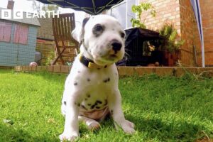 Dalmatian Pups Get First Taste of Outside World | Wonderful World of Puppies | BBC Earth