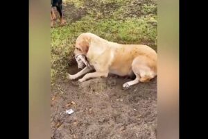 Digging for One Last Goodbye: Mama Doug buries her puppy Palm and deep sadness 💔😢@RESCUEANI