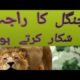 Discovery Wild Animal Fights | 2 Buffalo vs 10 Lion, Hyena & Wild dogs attacks Deer - Baboon,tiger..