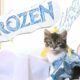 Disney's Frozen (Cute Kitten Version)