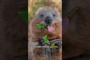 Do Quokka's actually throw baby's? | funny animals #shorts