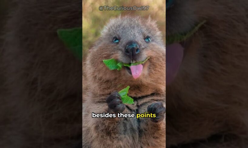 Do Quokka's actually throw baby's? | funny animals #shorts
