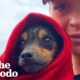 Dog Found Hiding In A Box Has The Comfiest House Now | The Dodo