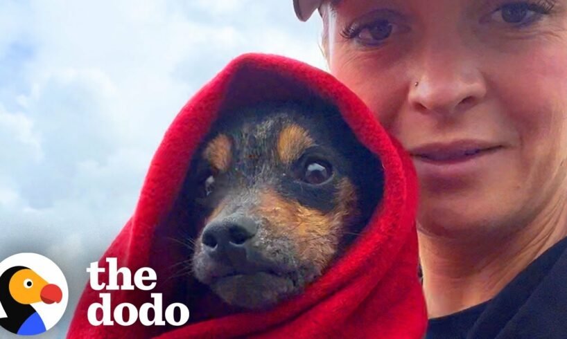 Dog Found Hiding In A Box Has The Comfiest House Now | The Dodo