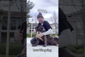 Dog Gets Rescued And Adopted 🙏❤️