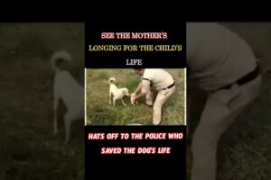 Dog Rescue 👏See the mother Dog longing for the child's life#dogrescue #dog #doglover #dogshorts